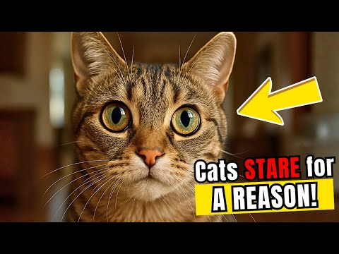 We Finally Know Why Cats Stare at Their Owners (It’s Shocking!)