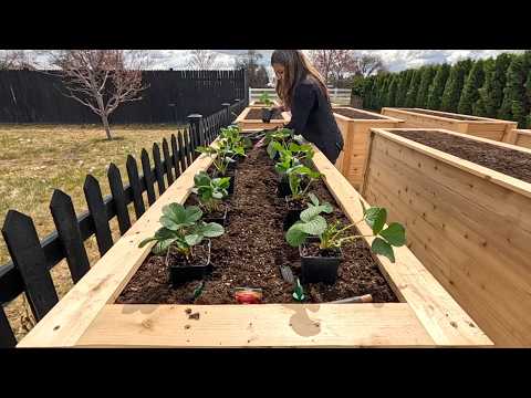 I’ve Wanted to Do This Project for SO Long!!! The MOST Epic Strawberry Beds! 🍓😍🍓