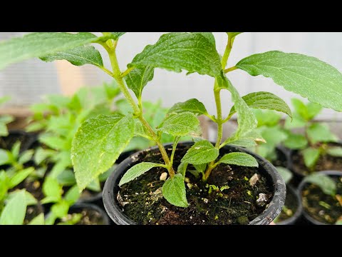 Выращиваю метельчатые за один сезон. Краткая инструкция.