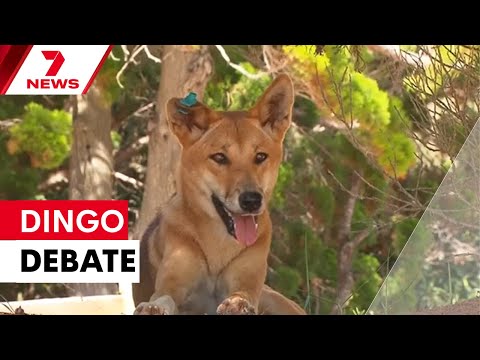 K'gari death sparks dingo management debate | 7NEWS