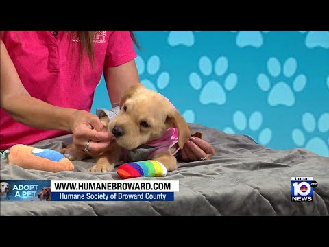 Humane Society of Broward County hopes to find furever home for Nadia, other pets
