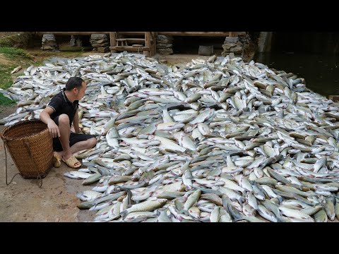 Use Fish carcass to make Food for Pigs and Fertilizer for the Garden - Turn the loss into a gain