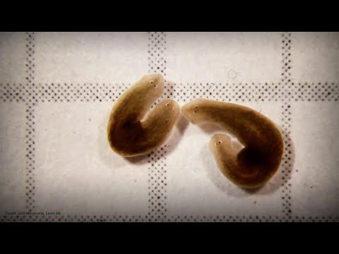 Michael Levin: The electrical blueprints that orchestrate life | TED