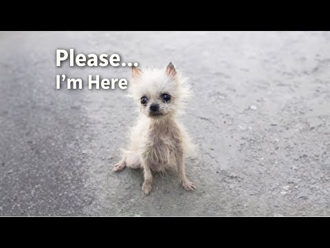 Ignored by All, the Starving Dog Crawled Step by Step Begging for Help