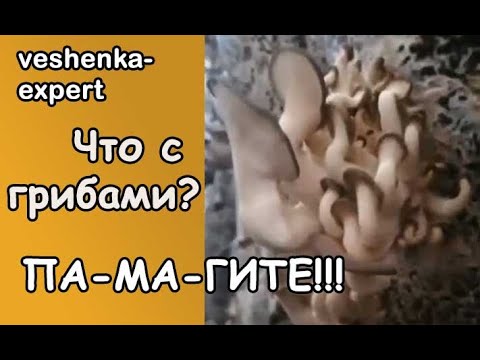 Вентиляция в маленьких камерах вешенки, сколько нужно воздуха  Почему вешенки прижимаются к мешку