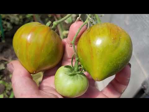 Обзор сортов томатов моей селекции.Сезон 2025г.