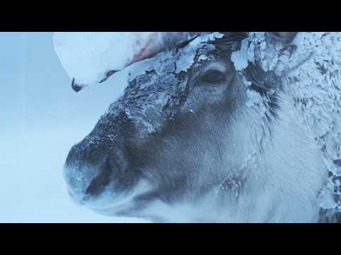Scotland’s Frozen Frontier: A Winter of Survival in the Highlands (4K Documentary)