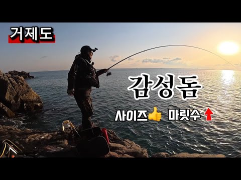 This is why we go to Geojedo's rocky shores | The number of red sea breams and their size exploded🔥