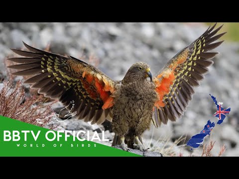 Birds Of New Zealand | Most Beautiful Birds Found in New Zealand You've Never Seen | BBTV Official