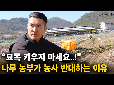 "배우 그만두고 귀농, 나무팔아 OO만원 벌어요..!" 나무농사, 순수익 얼마나 될까..? [묘목농사, 나무아지야]