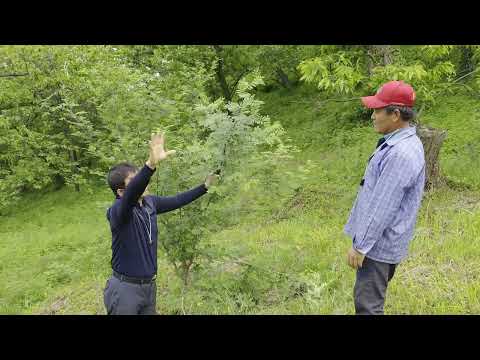 만금농원 재피(초피) 농원 방문 영상