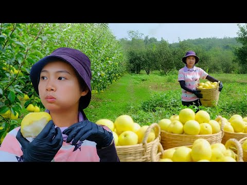 Harvesting Sweet Ripe Pears & Selling at Market | Cooking & Family Life with Ngoc Nha