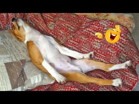HILARIOUS DOGS Being Weird π€ͺ NEW Funniest Dogs Video 2026