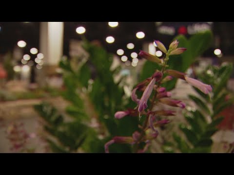 Good News where the flowers are in bloom