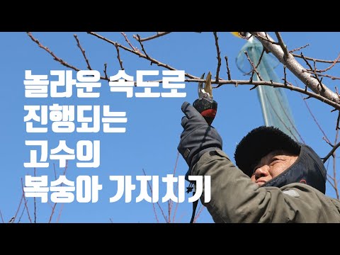 놀라운 속도로 진행되는 고수의 복숭아 가지치기
