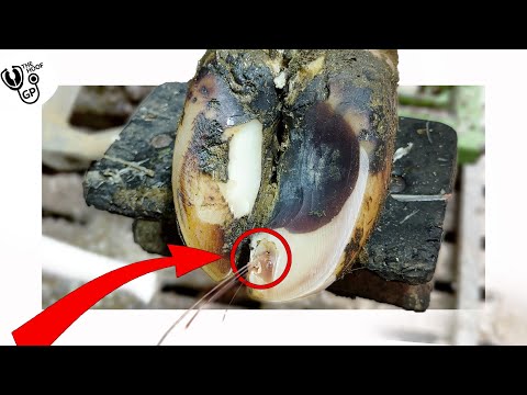 it SQUIRTS OUT when you press it!!!