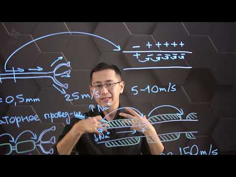 Advantages of neuronal myelination. Comparison of myelinated and unmyelinated neurons. Grade 10.