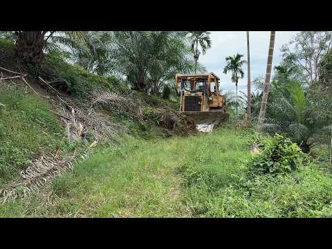 Repairing Plantation Roads Bulldozer D6R XL Working in Palm Oil Plantation