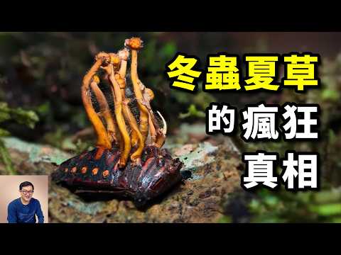 Cordyceps is called "grass" but it is not a plant that can controls zombies#Biology #Animal #Plant