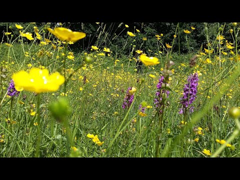 Earth Talk: The Role of Rewilding in Our Time