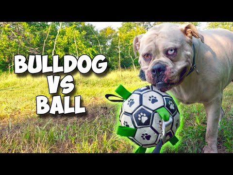 Bulldog Vs Ball ; Who wins?