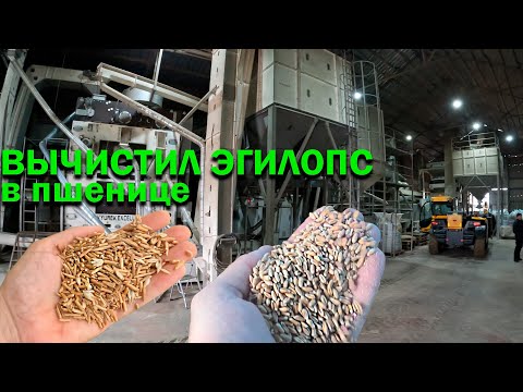 Grain cleaning and calibration line for $1 million AKYUREK, Turkey. Clean egilops in wheat