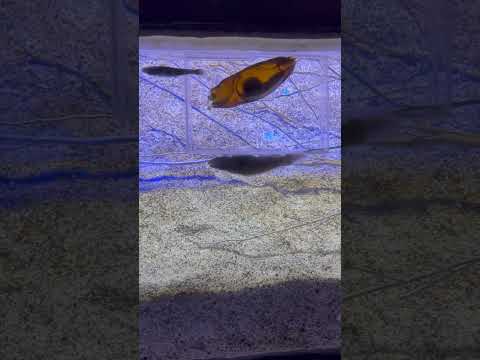 I don’t know what is the name of this fish, but I find it weird…😅#oceanpark #oceanarium #weird #fyp