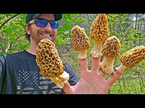 The Best Tasting Food in the Woods! How to Find Morels