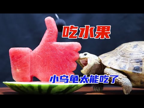 小烏龜70大壽，主人幫它準備了水果大餐，幹飯過程太解壓了。