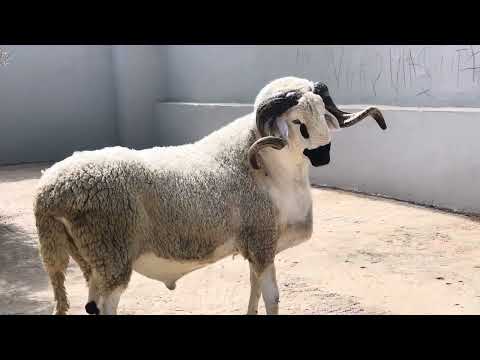 حولي كي وزن 240 كيلو عند الاخوان خليل 🇲🇦❤️🇲🇦❤️🇲🇦