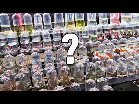 없는게 없는 세계 최대규모의 열대어시장! 그리고 충격적인 가격들!