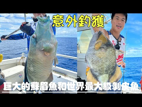 釣魚2023｜ 世界最大的剝皮魚！意外釣獲！脾氣暴躁曾經有襲擊人類記錄！還來了條最大的蘇眉魚！￼