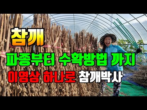 참깨재배 한번에 몽땅 몰아보기. 이영상 하나면 참깨박사 됩니다.