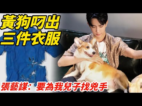 於朦朧黃狗叼出三件衣服，媽媽報警發現第一現場，張藝謀：要為我兒子找個兇手