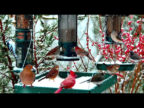 🔴LIVE Winter Cottage Bird Feeder: Cardinals, Woodpeckers, Snow Birds, Juncos, Sleep, Cat TV