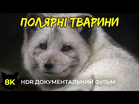 Arctic Wildlife in 8K HDR | Interesting Facts About Wild Polar Animals