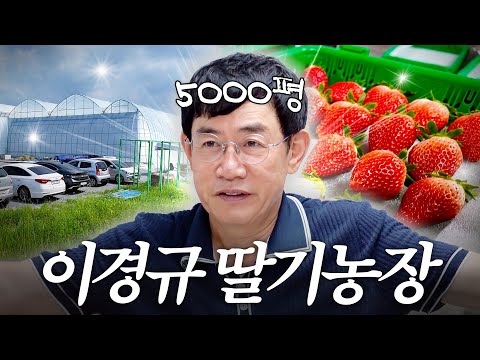 이경규 충남에 숨겨둔 5000평짜리 딸기농장 대공개 (충격 딸기 가격, 여름 제철)