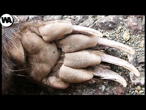 Вот Почему Все Животные Боятся Их