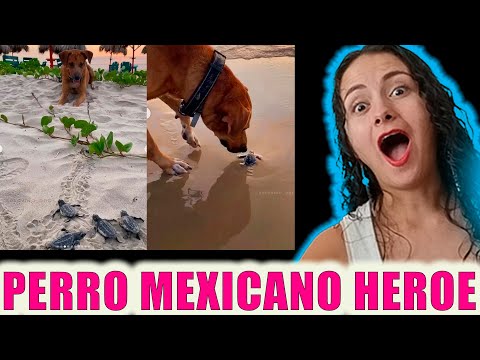 ¡¡HERMOSO!! El perro Mexicano que CUIDA a las tortugas | INCREIBLE HISTORIA