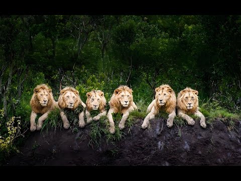 史上最强狮子男團，壞男孩聯盟，六隻小獅子的成王之路