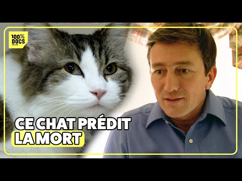 Ton chat a des super pouvoirs !