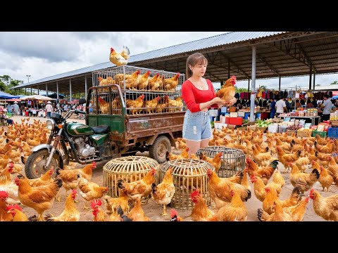 Selling 1000+ Chickens After 6 Month of Raising - Go To Countryside Market Sell Chickens