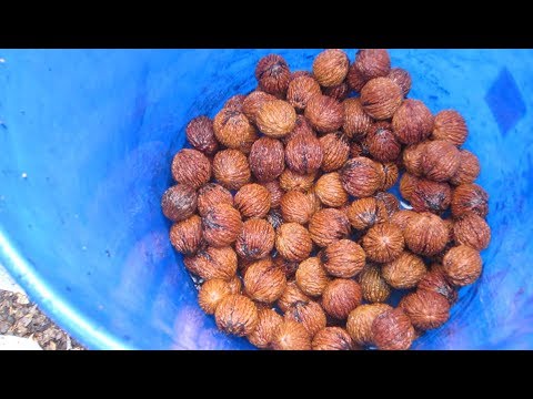How We Husk Our Black Walnuts Using A Power Washer