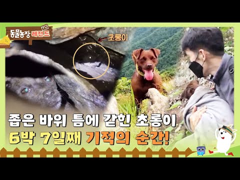 [TV 동물농장 레전드] 6박 7일째 좁은 바위 틈에 갇힌 초롱이, 기적의 구조 순간! 😭 I TV동물농장 (Animal Farm) | SBS Story