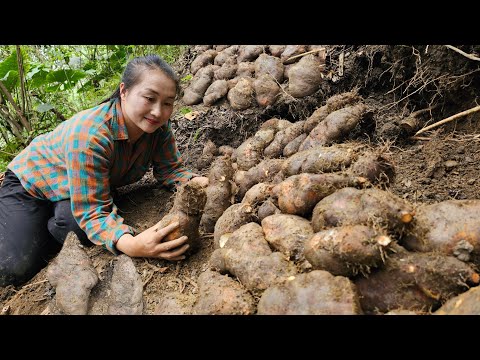 Harvest late season wild tubers on the mountain go to the market to sell | Ly Thi Tam