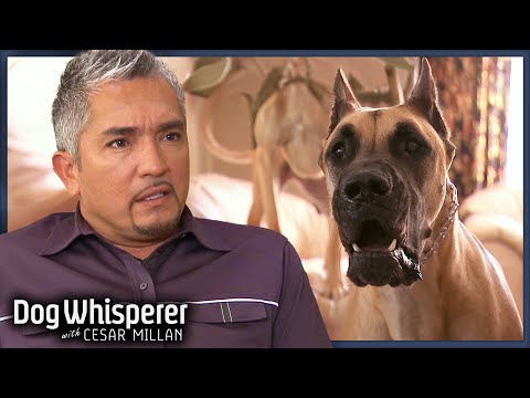 Aggressive Great Dane Terrifies His Owners! | S5E23 Full Episode | Dog Whisperer With Cesar Millan