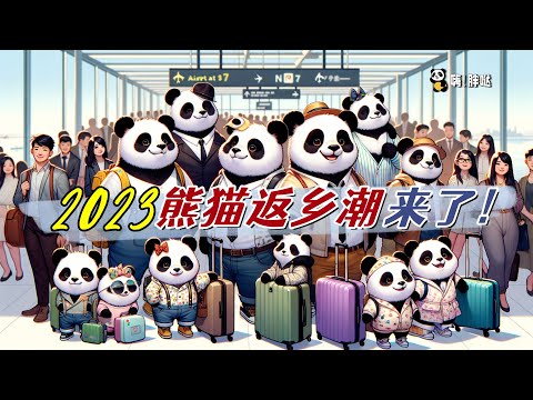 2023熊猫返乡潮：16只旅居海外的熊猫陆续回家，有的告老还乡，有的要相亲找对象