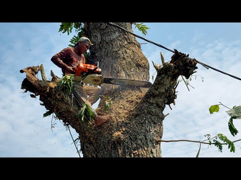 Skills and experience... Large tree felling that drains energy‼️