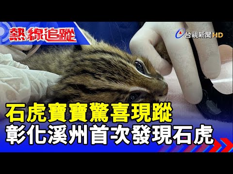 石虎寶寶驚喜現蹤 彰化溪州首次發現石虎【熱線追蹤】