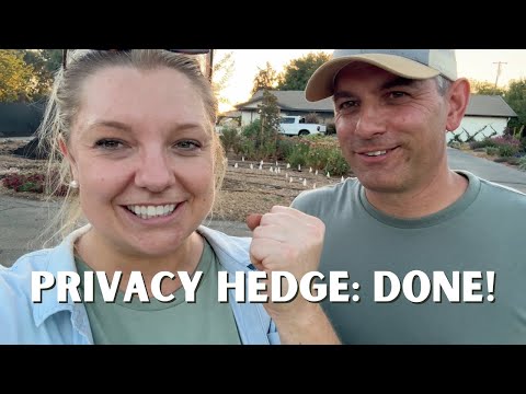 Planting a Hedge of ✨TWENTY✨ Yardline Viburnum! A PERFECT Option for a Privacy Hedge!